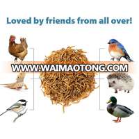 Wholesale Dried Mealworms for Wild Bird Pet Products